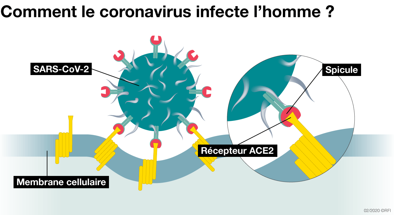 coronavirus cellule - DOSSIER: C'est quoi en réalité Coronavirus ,personnes vulnérables , traitements ,quarantaine etc ...